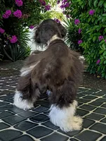 Buster , a male Miniature Schnauzer for sale in Dublin, GA – Photo 2 of 3