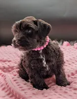 AKC Patty, a female Miniature Schnauzer for sale in Dublin, GA – 2 of 4