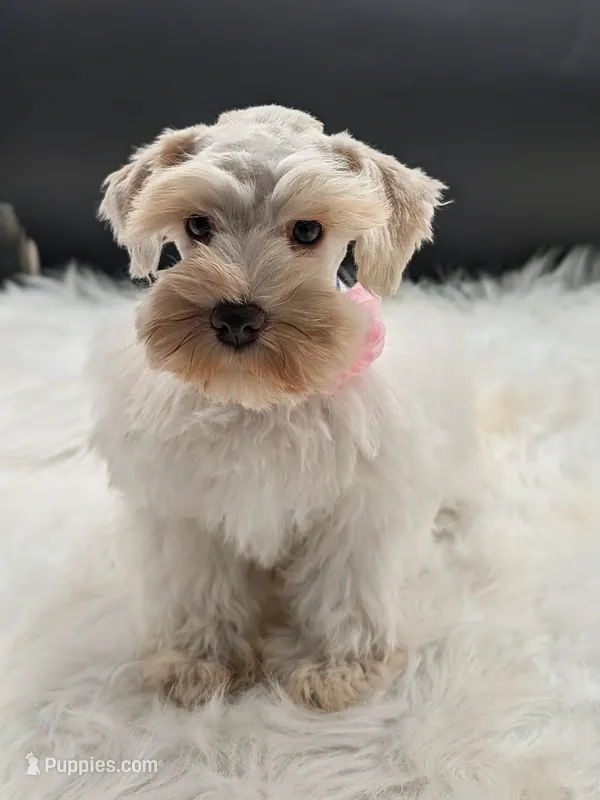 AKC Leah – Miniature Schnauzer puppy for sale in Dublin, GA