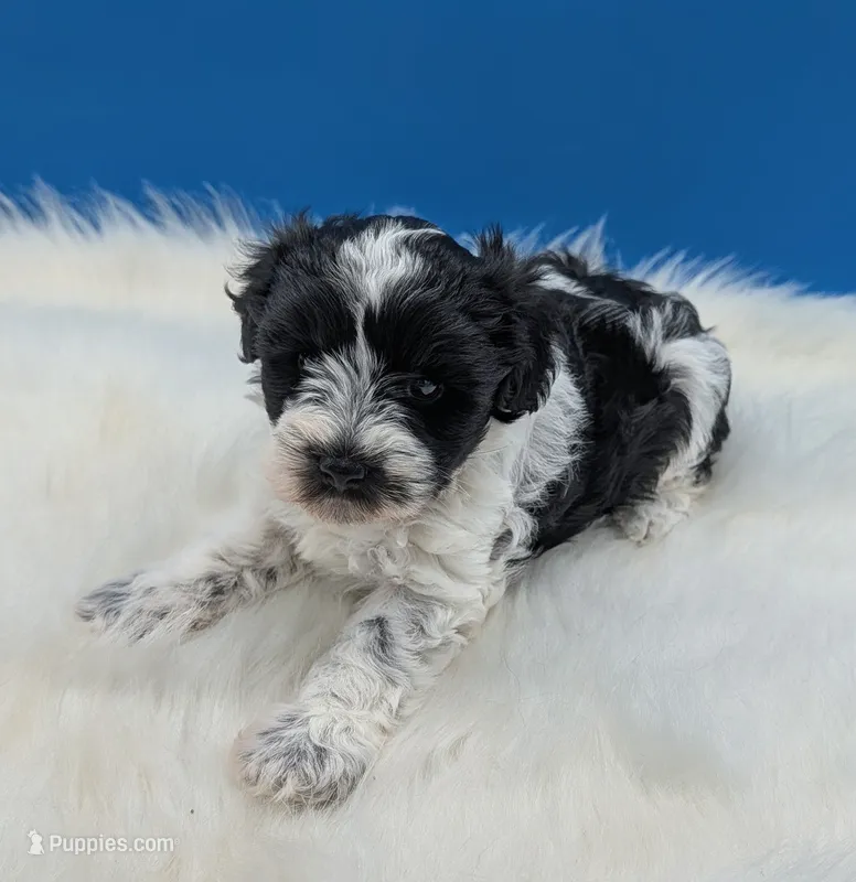 Katie  – Miniature Schnauzer puppy for sale in Dublin, GA