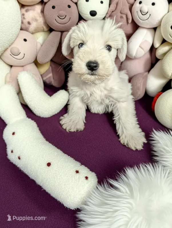 Kratos – Miniature Schnauzer puppy for sale in Dublin, GA