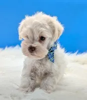 AKC Leo, a male Miniature Schnauzer for sale in Dublin, GA – 3 of 3