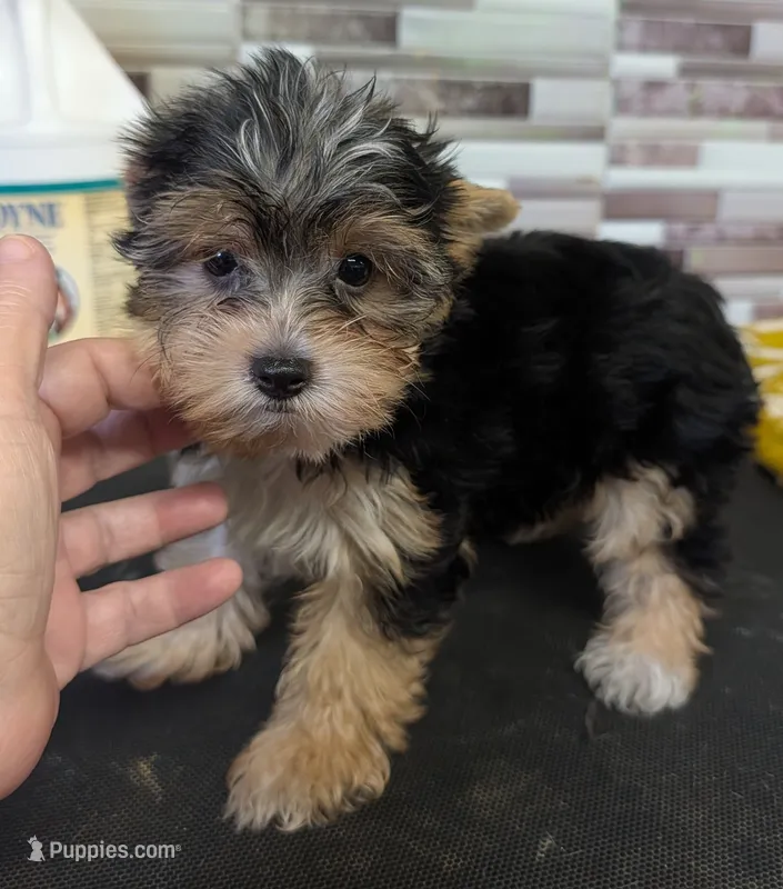 AKC Leah – Yorkshire Terrier puppy for sale in Dublin, GA
