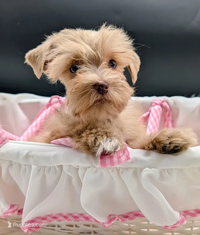 Leanna – Miniature Schnauzer puppy for sale in Dublin, GA