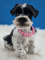 Tinkerbell, a female Miniature Schnauzer for sale in Mc Rae Helena, GA – 1 of 3