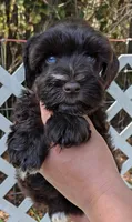 AKC Patty, a female Miniature Schnauzer for sale in Dublin, GA – 3 of 4