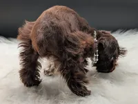 Aaliyah, a female Miniature Schnauzer for sale in Dublin, GA – 2 of 4