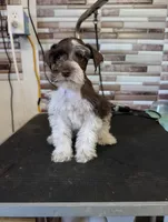 Sarah, a female Miniature Schnauzer for sale in Dublin, GA – Photo 1 of 3