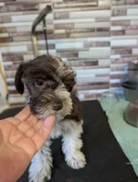 Sarah, a female Miniature Schnauzer for sale in Dublin, GA – Photo 3 of 3