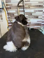 Sarah, a female Miniature Schnauzer for sale in Dublin, GA – Photo 2 of 3