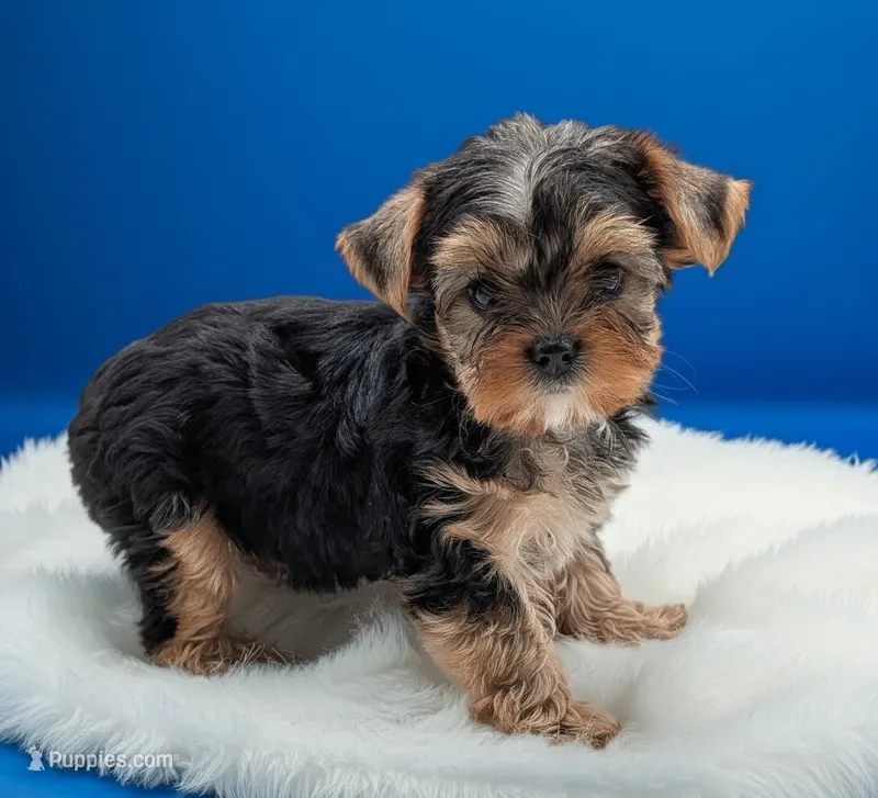 Cody – Yorkshire Terrier puppy for sale in Dublin, GA