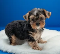 Cody, a male Yorkshire Terrier for sale in Dublin, GA – 1 of 2