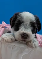 AKC Cameon, a male Miniature Schnauzer for sale in Dublin, GA – Photo 4 of 5