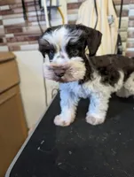 AKC Cameon, a male Miniature Schnauzer for sale in Dublin, GA – Photo 5 of 5