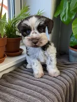 AKC Cameon, a male Miniature Schnauzer for sale in Dublin, GA – Photo 1 of 5