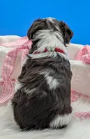 AKC Cameon, a male Miniature Schnauzer for sale in Dublin, GA – Photo 2 of 5