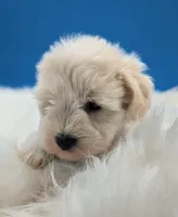 AKC Bear, a male Miniature Schnauzer for sale in Dublin, GA – 3 of 4