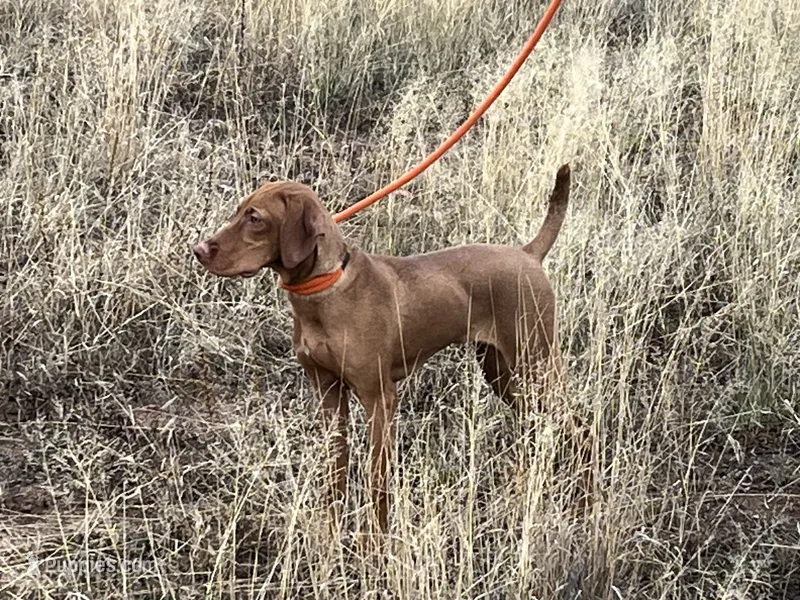 Boomer AKA Boom Boom