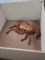 1, a female Vizsla for sale in Sierra Vista, AZ – Photo 2 of 3