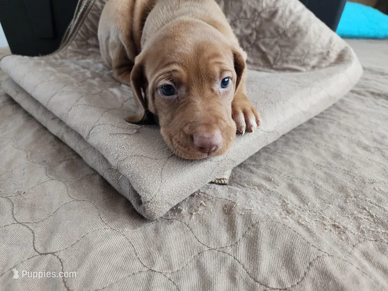 Chrissy – Vizsla puppy for sale in Sierra Vista, AZ