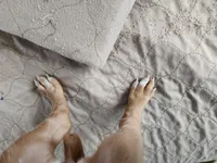 Chrissy, a female Vizsla for sale in Sierra Vista, AZ – Photo 3 of 5