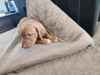 Chrissy, a female Vizsla for sale in Sierra Vista, AZ – Photo 2 of 5