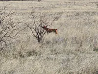 1, a female Vizsla for sale in Sierra Vista, AZ – Photo 3 of 3