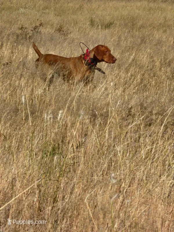 1 – Vizsla puppy for sale in Sierra Vista, AZ