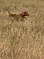 1, a female Vizsla for sale in Sierra Vista, AZ – Photo 1 of 3