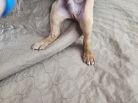 Rebel Boy, a male Vizsla for sale in Sierra Vista, AZ – Photo 4 of 6