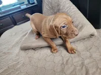 Rebel Boy, a male Vizsla for sale in Sierra Vista, AZ – Photo 2 of 6