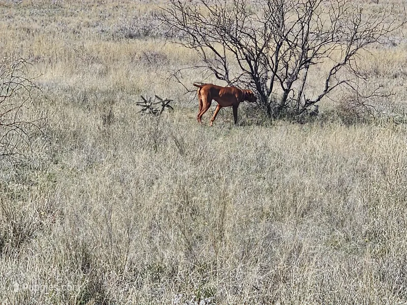 2, a male Vizsla for sale in Sierra Vista, AZ – Photo 1 of 3