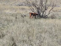 2, a male Vizsla for sale in Sierra Vista, AZ – Photo 1 of 3