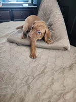 Rebel Boy, a male Vizsla for sale in Sierra Vista, AZ – Photo 3 of 6