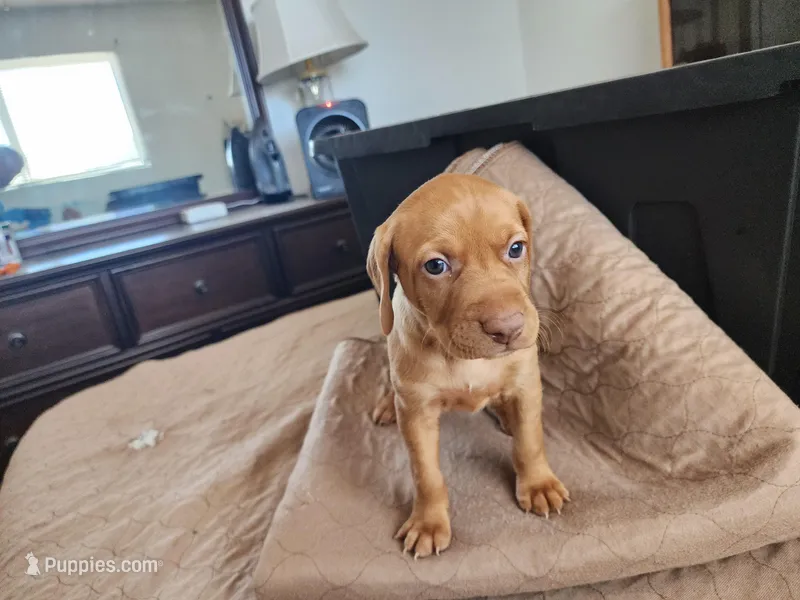 Rebel Boy – Vizsla puppy for sale in Sierra Vista, AZ