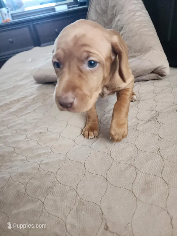 Two Socks – Vizsla puppy for sale in Sierra Vista, AZ