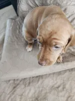 Two Socks, a female Vizsla for sale in Sierra Vista, AZ – Photo 4 of 6