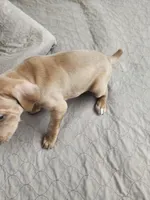 Cranky 2.0 (She's talks), a female Vizsla for sale in Sierra Vista, AZ – Photo 2 of 4