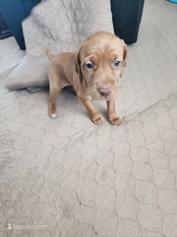 Cranky 2.0 (She's talks) – Vizsla puppy for sale in Sierra Vista, AZ