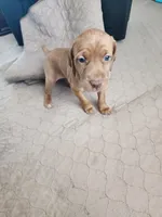 Cranky 2.0 (She's talks), a female Vizsla for sale in Sierra Vista, AZ – Photo 1 of 4