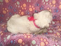 Hot Pink Bow , a female French Bulldog for sale in Hodges, SC – 3 of 4