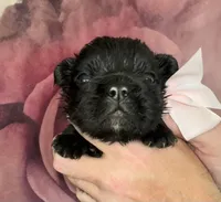 Pale Pink Bow, a female French Bulldog for sale in Hodges, SC – 4 of 4