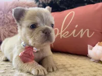 Cream fluffy Girl , a female French Bulldog for sale in Hodges, SC – 2 of 3