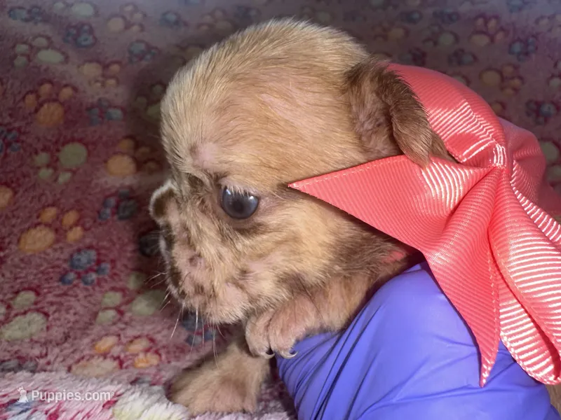 Coral Bow Girl – French Bulldog puppy for sale in Hodges, SC