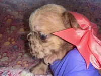 Coral Bow Girl, a female French Bulldog for sale in Hodges, SC – 1 of 2