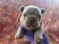 Light Pink Bow , a female French Bulldog for sale in Hodges, SC – 2 of 2