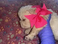 Hot Pink Bow , a female French Bulldog for sale in Hodges, SC – 4 of 4