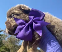 Dark Purple Girl, a female French Bulldog for sale in Hodges, SC – 2 of 4