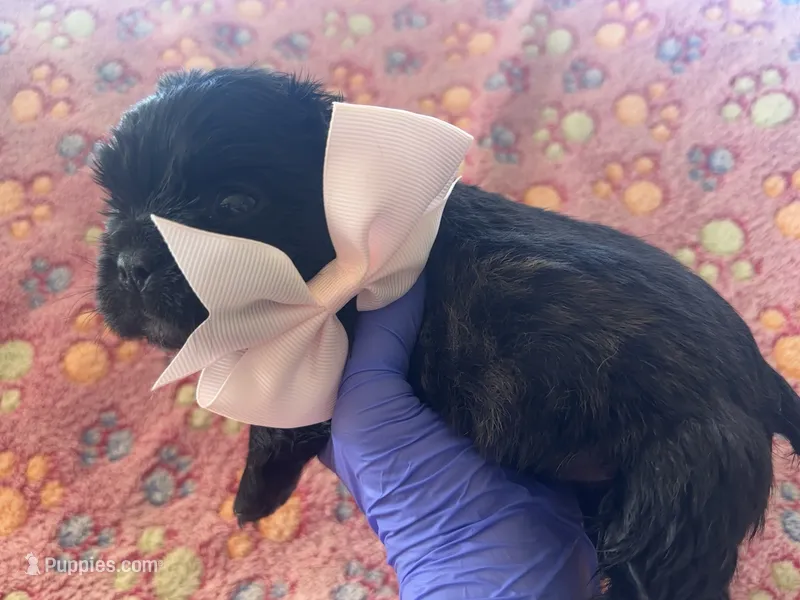 Pale Pink Bow – French Bulldog puppy for sale in Hodges, SC