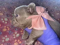 Light Pink Bow , a female French Bulldog for sale in Hodges, SC – 1 of 2